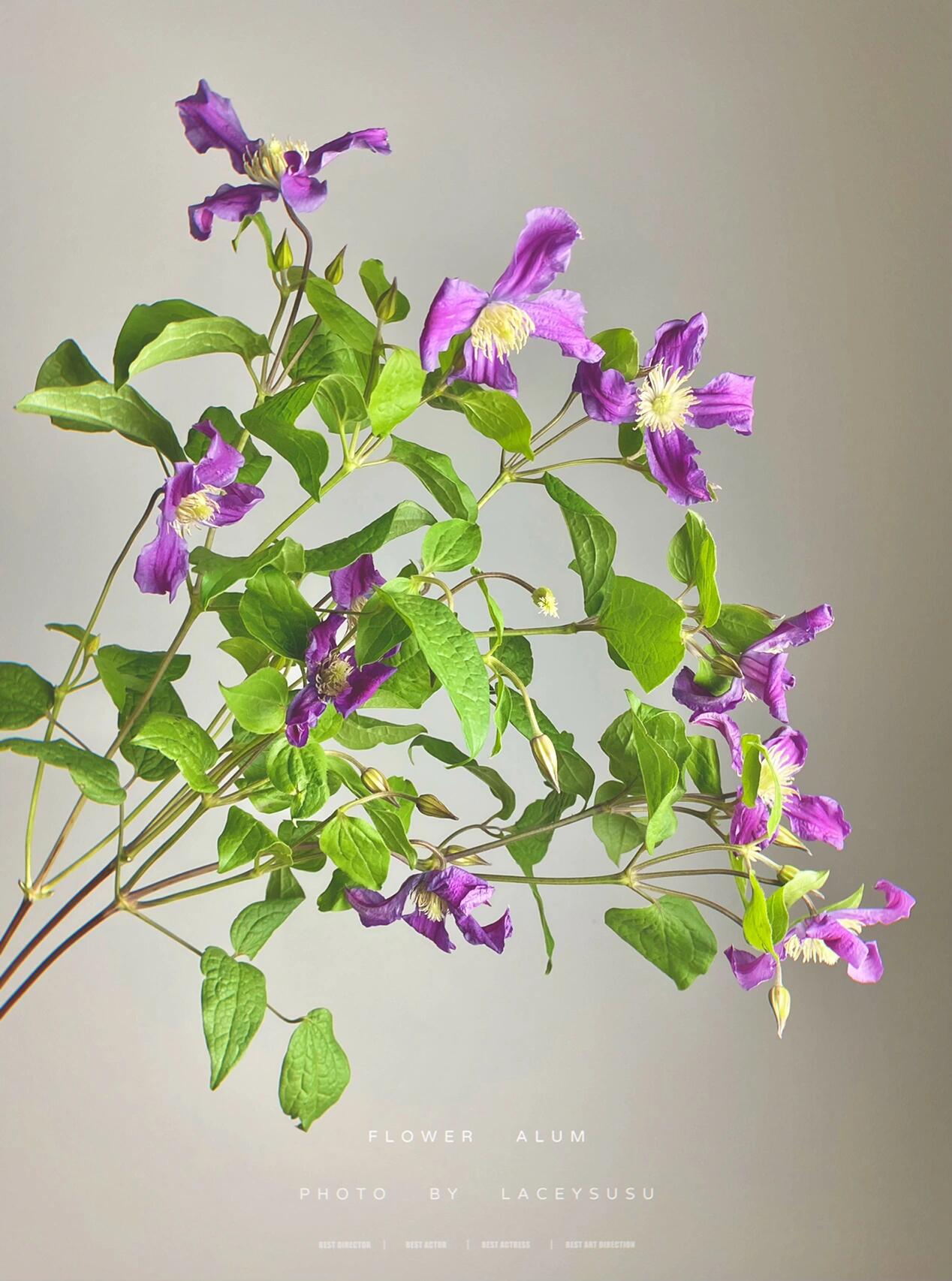 Clematis【Inspiration】-9P LivePlant|灵感|Dutch Cut Flower Clematis