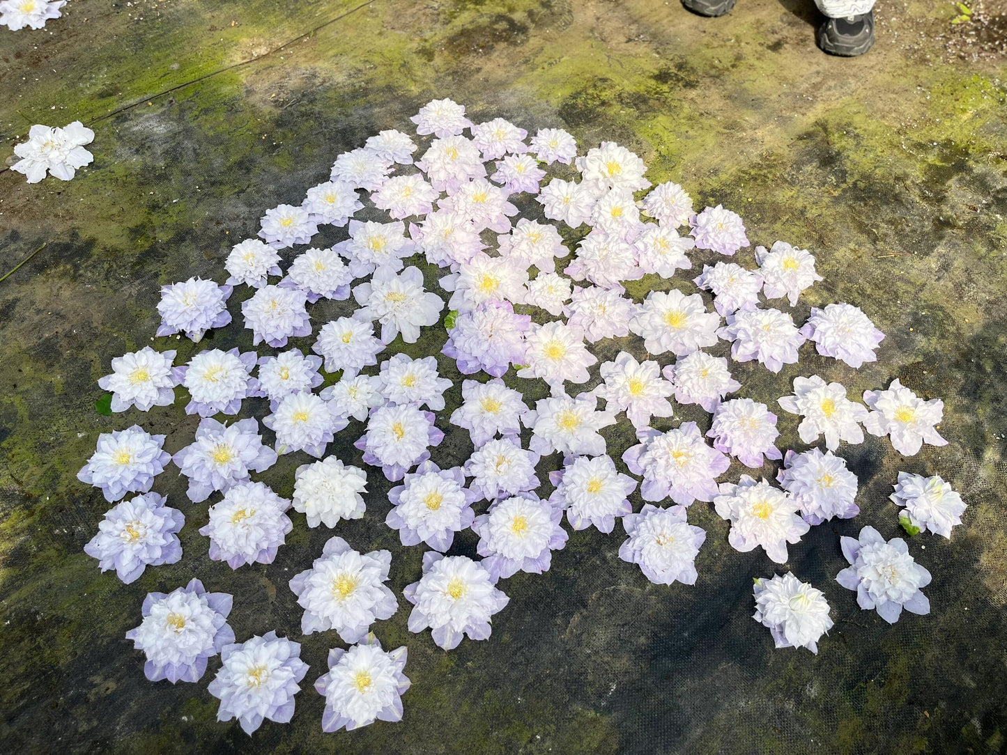 Clematis【Veronica's choice】- LivePlant|维罗妮卡的选择|Fairy Double Clematis|Gradient