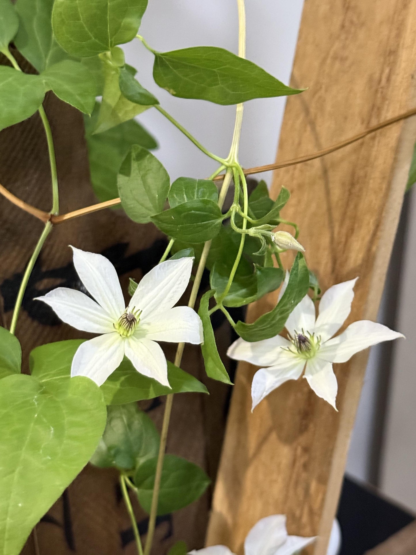 Clematis【Forever Friends|Zofofri】- 9P Live Plant|Award-winning Variety|Ranked among the top 10 best White Clematis| 永远的朋友Lovely Decorative