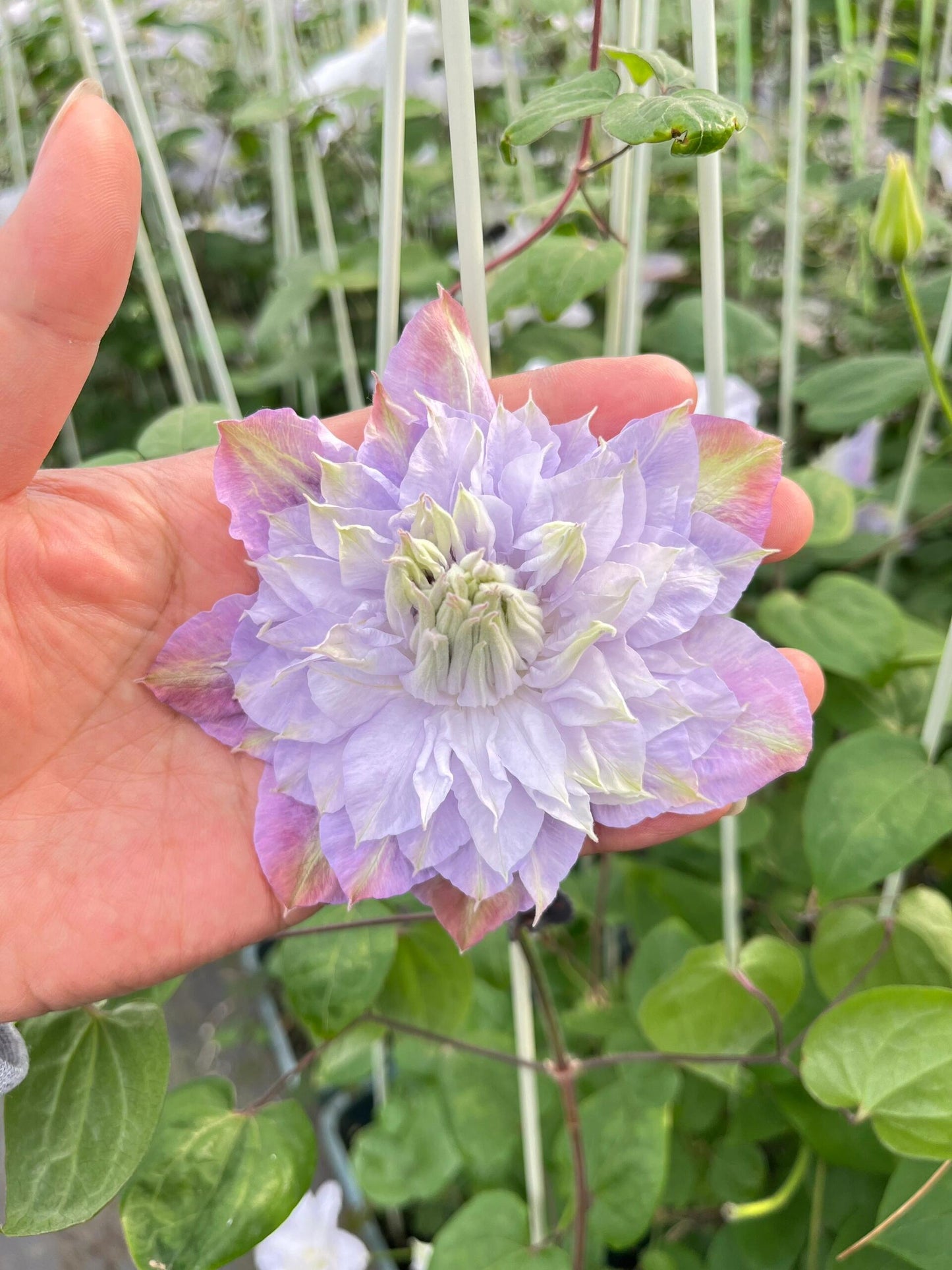 Clematis【Veronica's choice】- LivePlant|维罗妮卡的选择|Fairy Double Clematis|Gradient