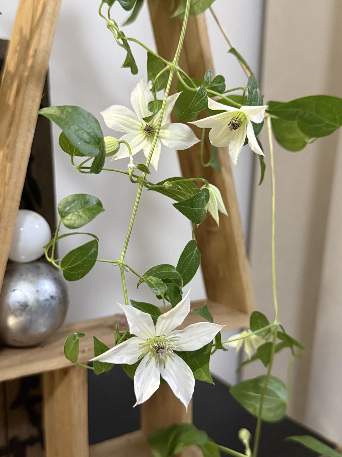 Clematis【Forever Friends|Zofofri】- 9P Live Plant|Award-winning Variety|Ranked among the top 10 best White Clematis| 永远的朋友Lovely Decorative
