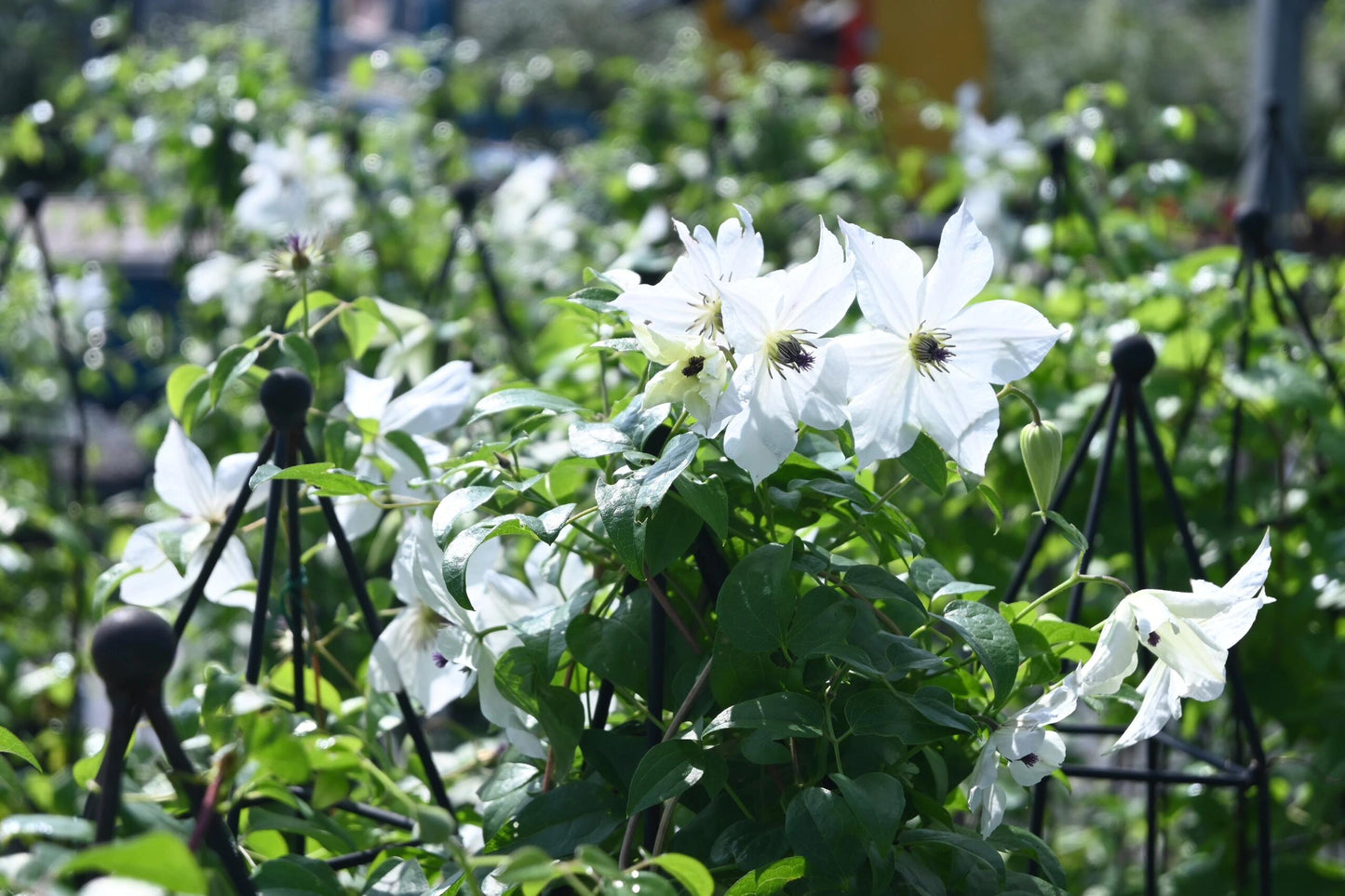 Clematis【Forever Friends|Zofofri】- 9P Live Plant|Award-winning Variety|Ranked among the top 10 best White Clematis| 永远的朋友Lovely Decorative