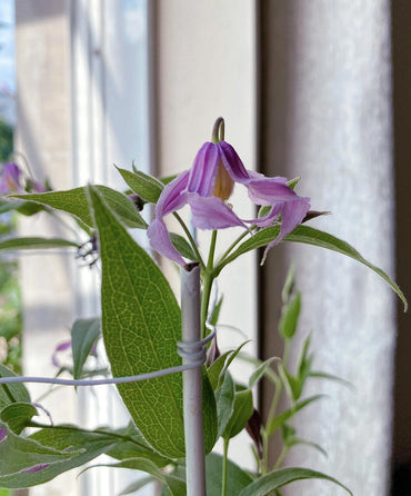 Clematis【Hanajima|はなじま|花島】- LivePlant|花岛| Ballet Dancer| Upright clematis, perfect for container planting| Easy to Grow| Low Maintenance