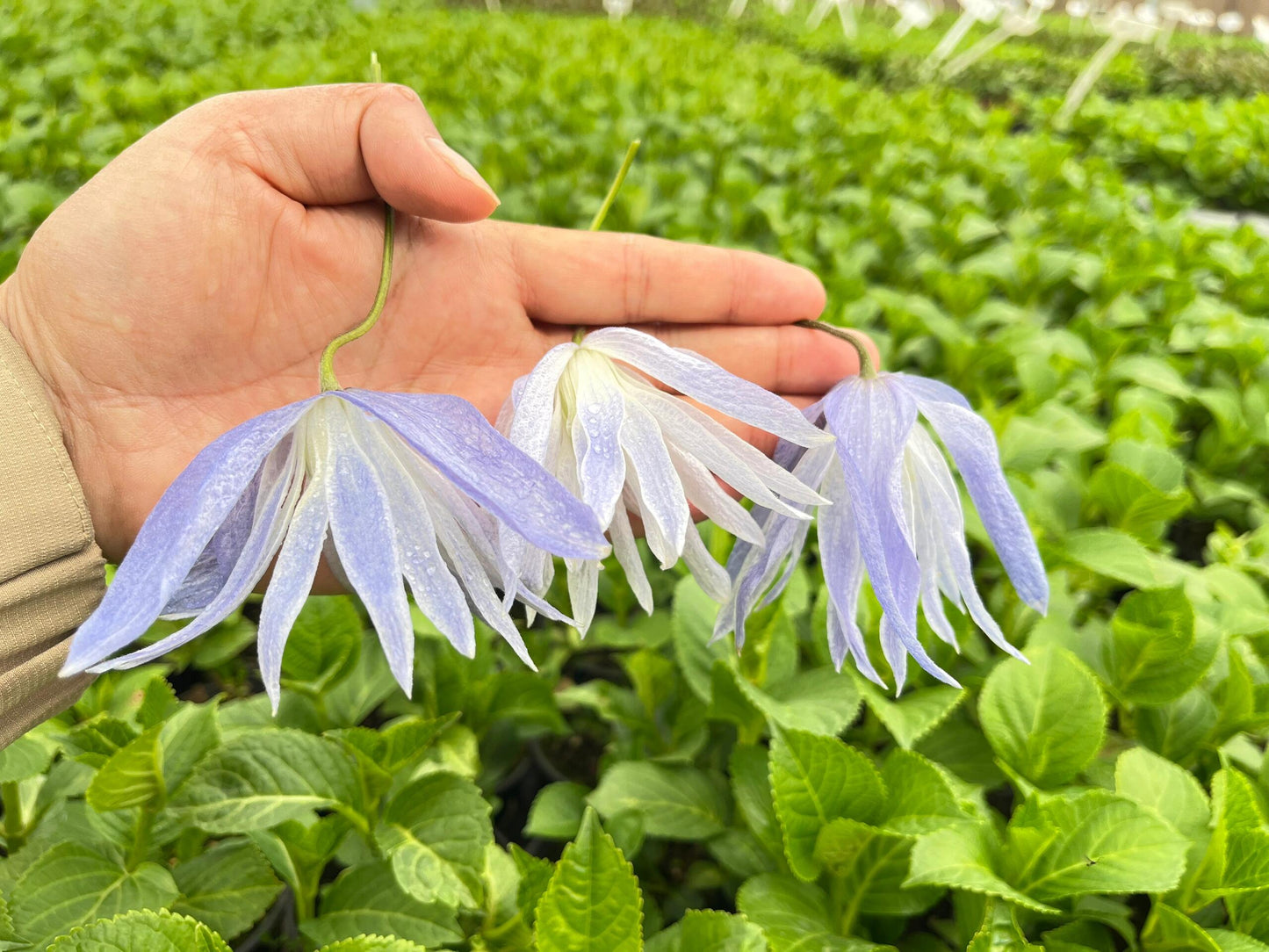 Rare Clematis【Maidwell Hall】- 12P LivePlant|梅德维尔|Fairy Dress|Cold-hardy|