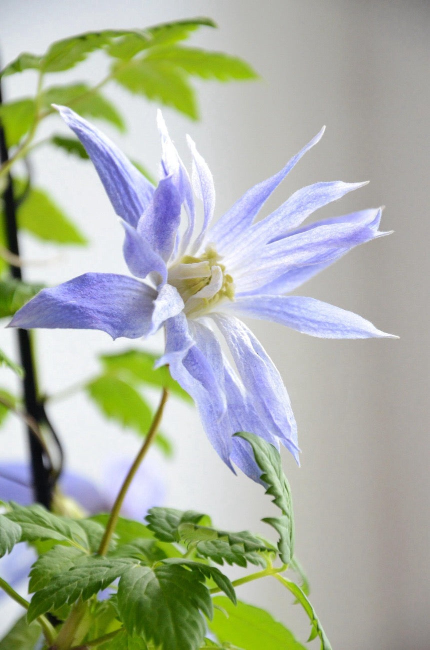 Rare Clematis【Maidwell Hall】- 12P LivePlant|梅德维尔|Fairy Dress|Cold-hardy|