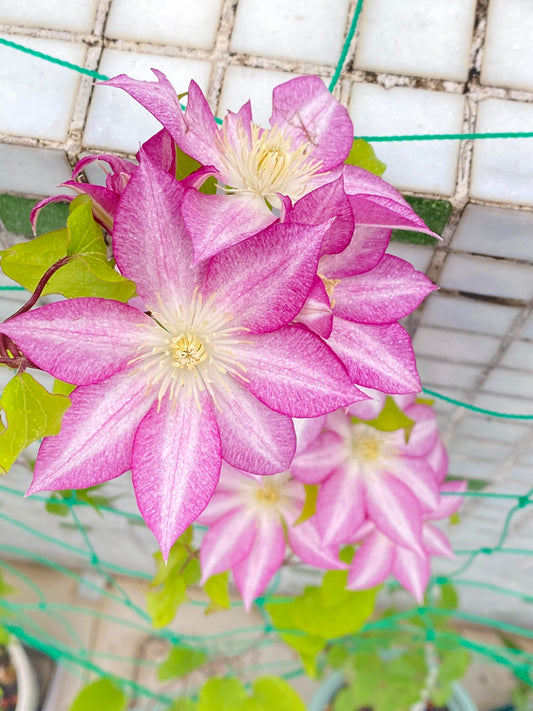 Rare Clematis【八つ橋|Yatsuhashi】-9p LivePlant |八桥|Early-flowering large blooms| Gradient Petal| Kawaii Vine from Japan| Sweet & Unique