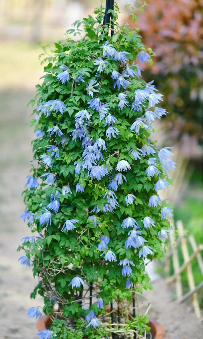 Rare Clematis【Maidwell Hall】- 12P LivePlant|梅德维尔|Fairy Dress|Cold-hardy|