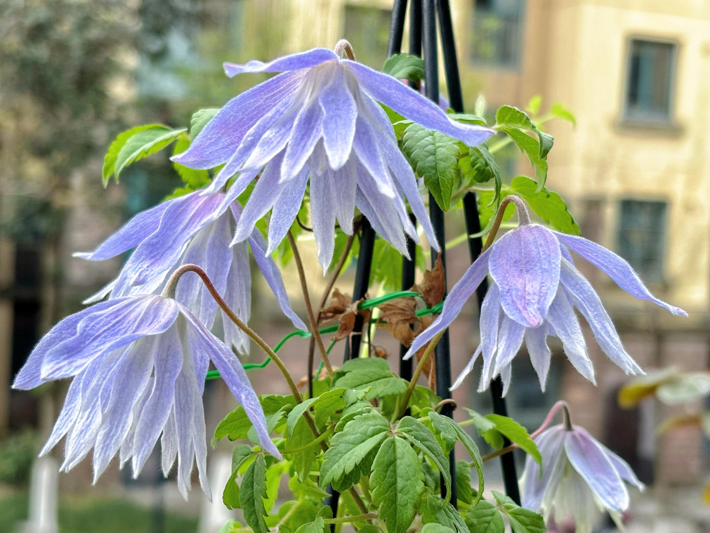 Rare Clematis【Maidwell Hall】- 12P LivePlant|梅德维尔|Fairy Dress|Cold-hardy|