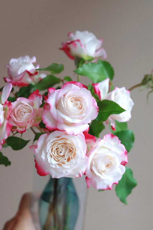 Rose 【Chun Feng |椿风 | Camellia Breeze】 -2021 Nueva variedad | Siempre floreciente| Resistente al calor| 天狼| Olor | Fuerte crecimiento| floribunda