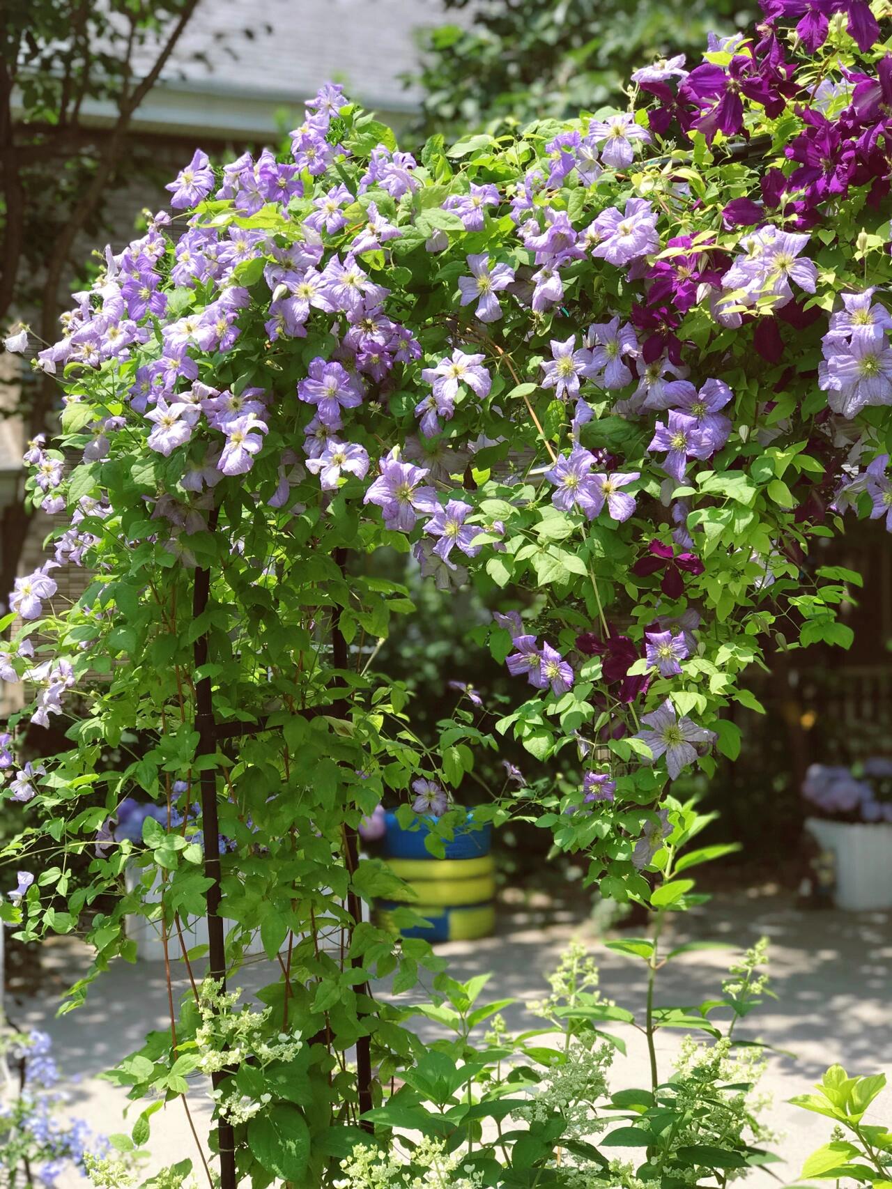 Clematis【 Emilia Plater】- LivePlant|艾米丽花盘|Blue Flower Waterfall