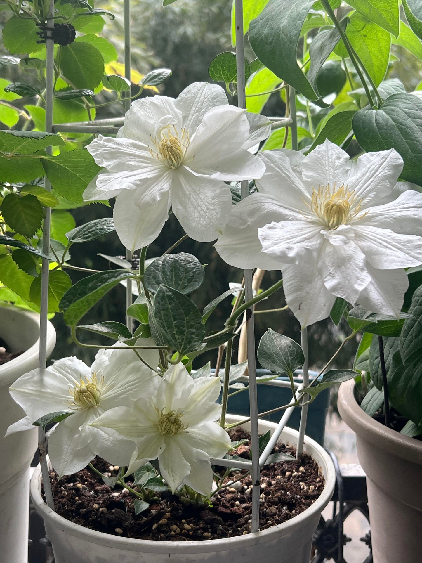 Clematis【Veronica's choice】- LivePlant|维罗妮卡的选择|Fairy Double Clematis|Gradient