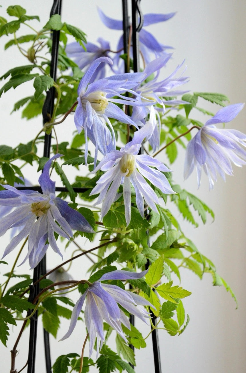 Rare Clematis【Maidwell Hall】- 12P LivePlant|梅德维尔|Fairy Dress|Cold-hardy|