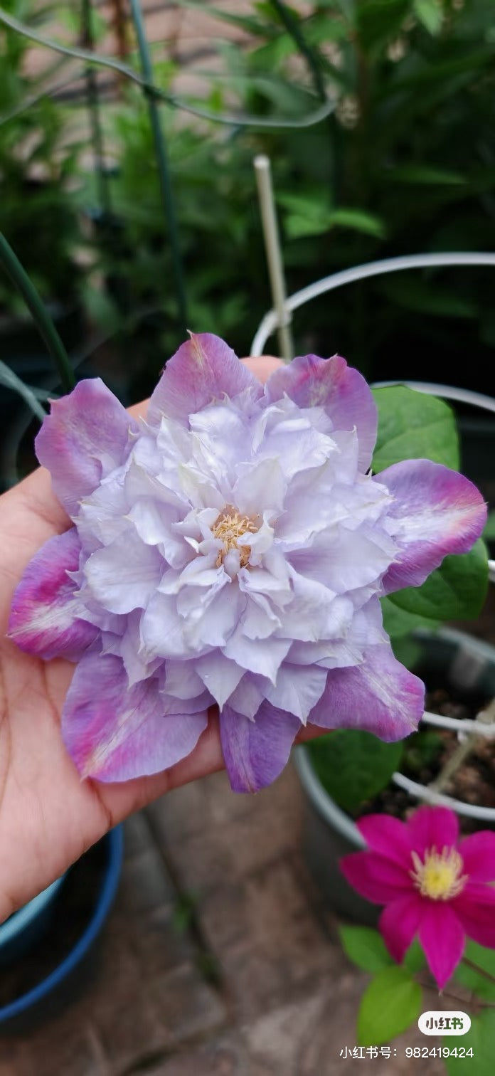 Clematis【Veronica's choice】- LivePlant|维罗妮卡的选择|Fairy Double Clematis|Gradient