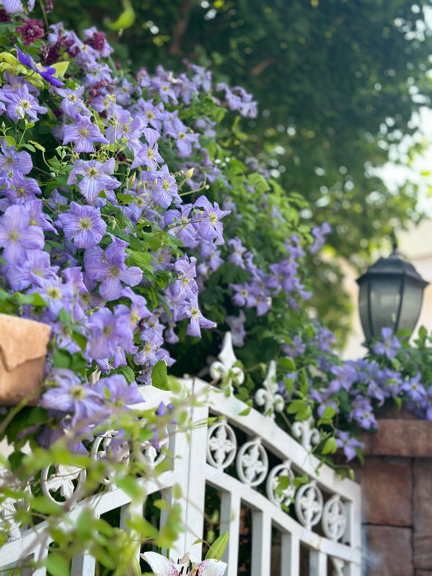 Clematis【 Emilia Plater】- LivePlant|艾米丽花盘|Blue Flower Waterfall