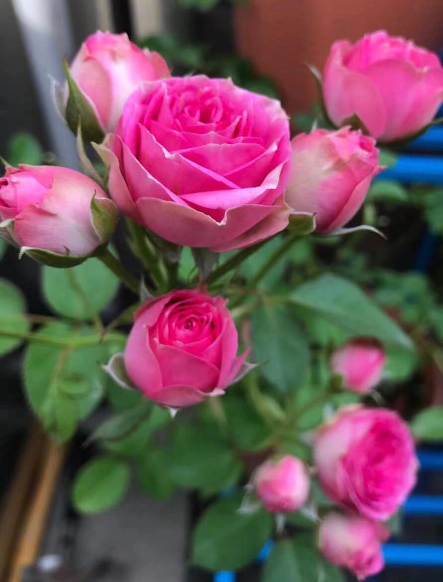 Prolific Rose【Super Sensation】- 2 Gal OwnRoot LivePlant|粉多头/ 超感|Cute Pink Blossom Thicket