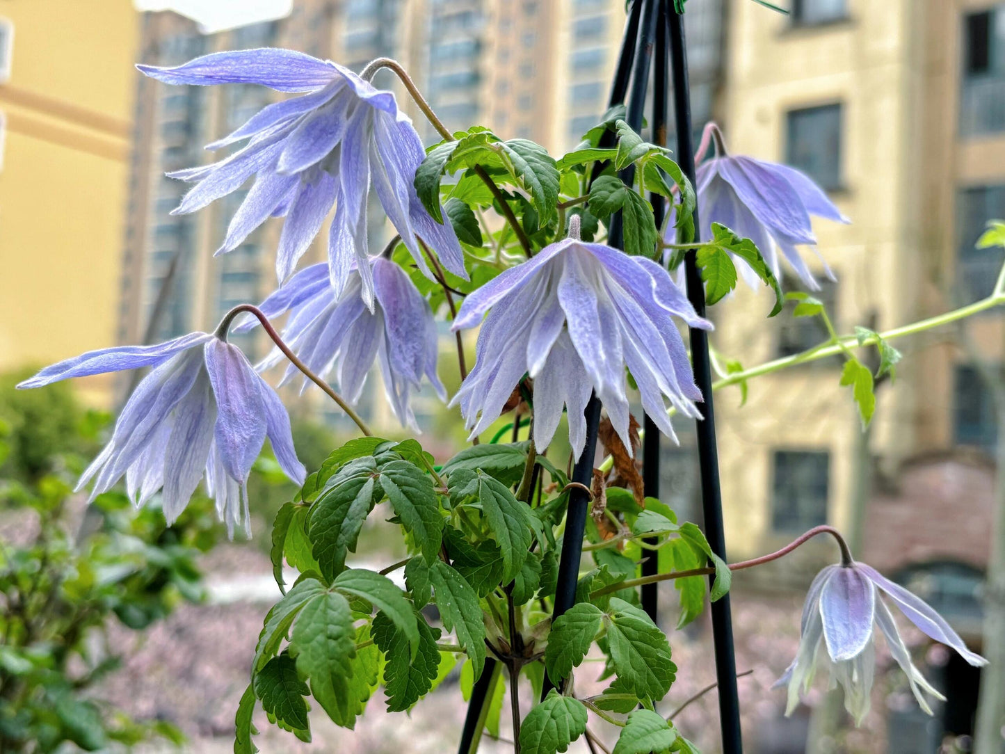 Rare Clematis【Maidwell Hall】- 12P LivePlant|梅德维尔|Fairy Dress|Cold-hardy|