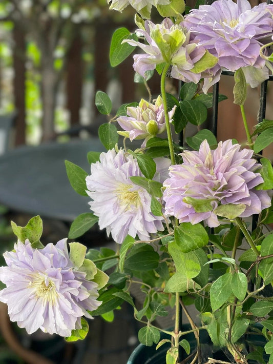 Clematis 【Ruriokoshi |ルリオコシ】- 9P LivePlant| 琉璃 |Japanese Rare Clematis | Rich and Unique Colors
