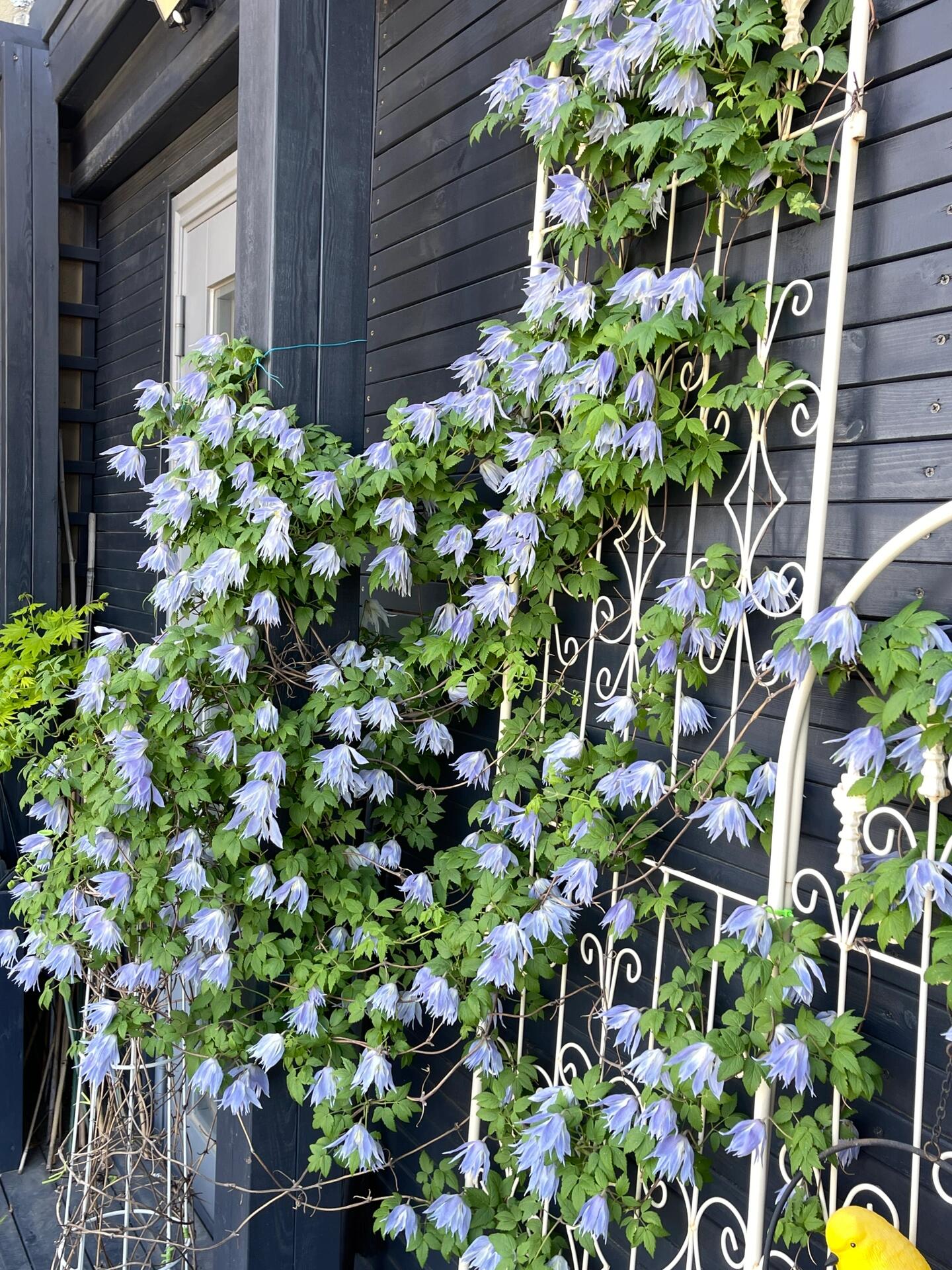 Rare Clematis【Maidwell Hall】- 12P LivePlant|梅德维尔|Fairy Dress|Cold-hardy|