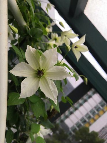 Clematis【Forever Friends|Zofofri】- 9P Live Plant|Award-winning Variety|Ranked among the top 10 best White Clematis| 永远的朋友Lovely Decorative