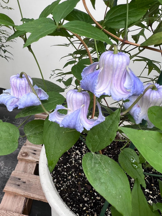 Blue Octopus Clematis【クリスパ・エンジェル| Crispa Angel】-LivePlant|克里斯帕天使|Bell-shaped|Clematis florida var. sieboldiana|タコクレマチス
