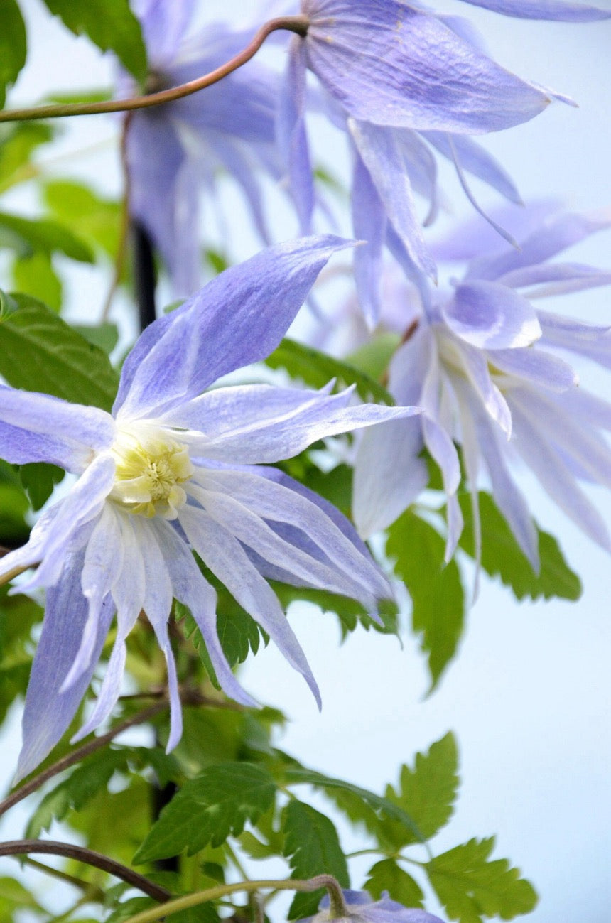 Rare Clematis【Maidwell Hall】- 12P LivePlant|梅德维尔|Fairy Dress|Cold-hardy|
