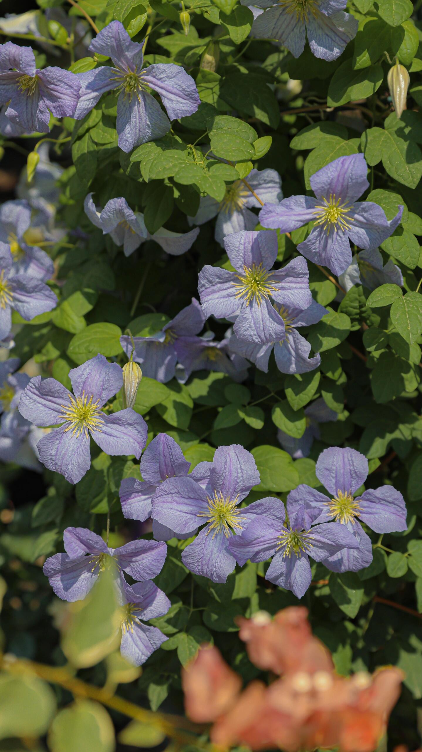 Clematis【 Emilia Plater】- LivePlant|艾米丽花盘|Blue Flower Waterfall