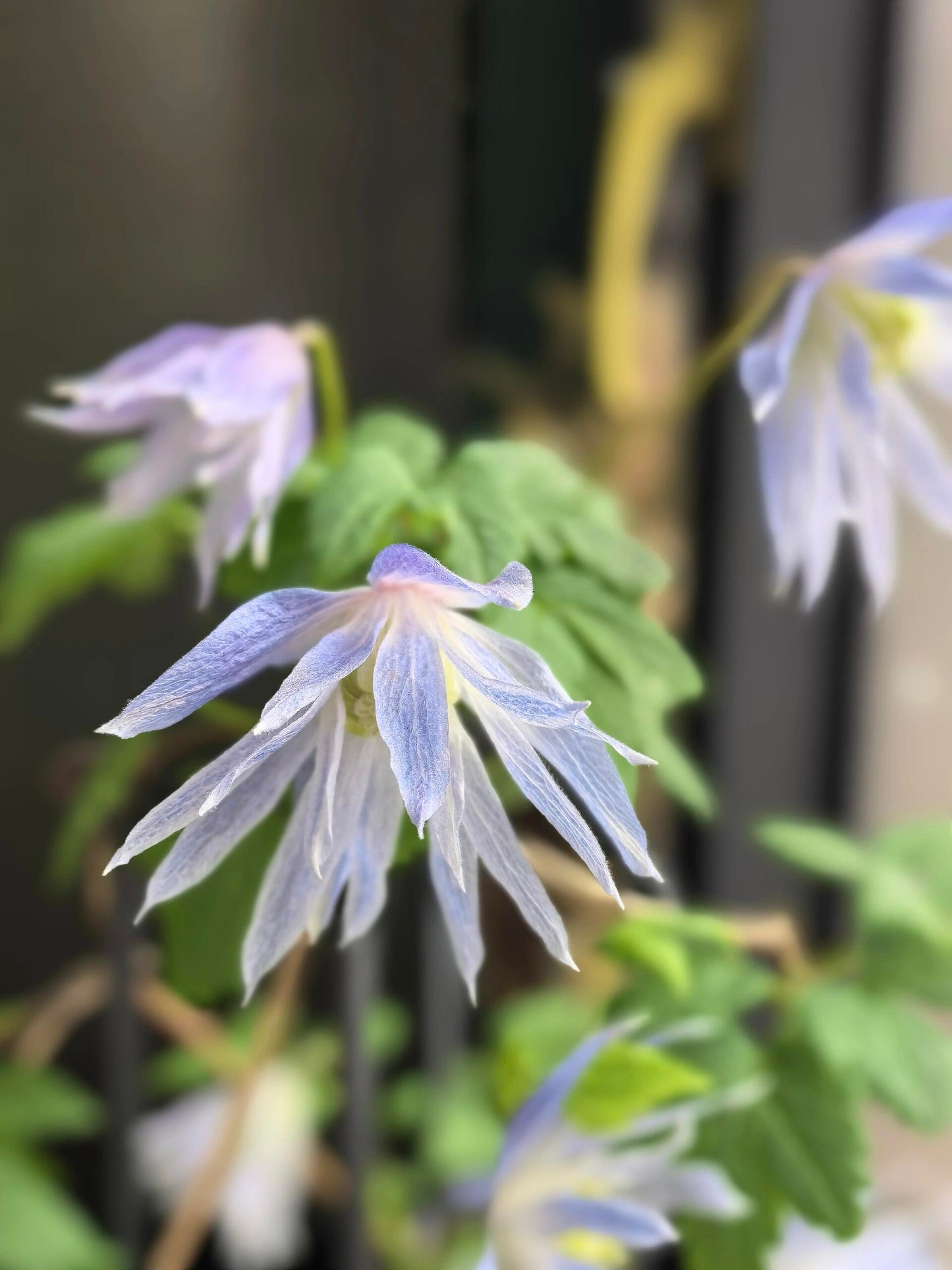 Rare Clematis【Maidwell Hall】- 12P LivePlant|梅德维尔|Fairy Dress|Cold-hardy|