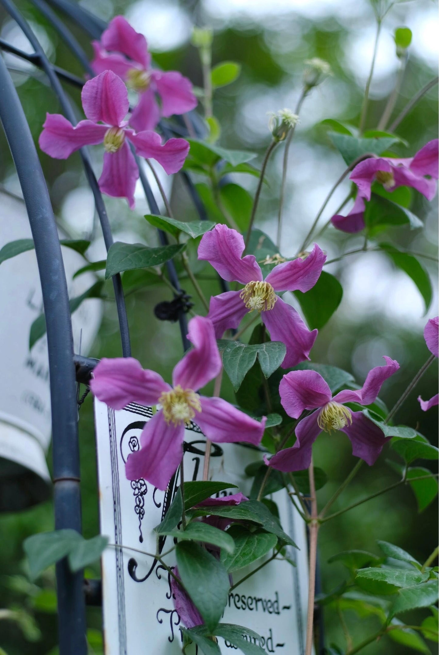 Clematis【Inspiration】-9P LivePlant|灵感|Dutch Cut Flower Clematis