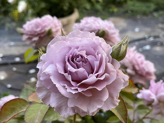 Rosa【Seiryu|せいりゅう】-清流|Rosa azul-púrpura| Junko Kawamoto| Fragancia intensa| Rosa Floribunda | Encaje floral ondulado| Degradado ||青龍