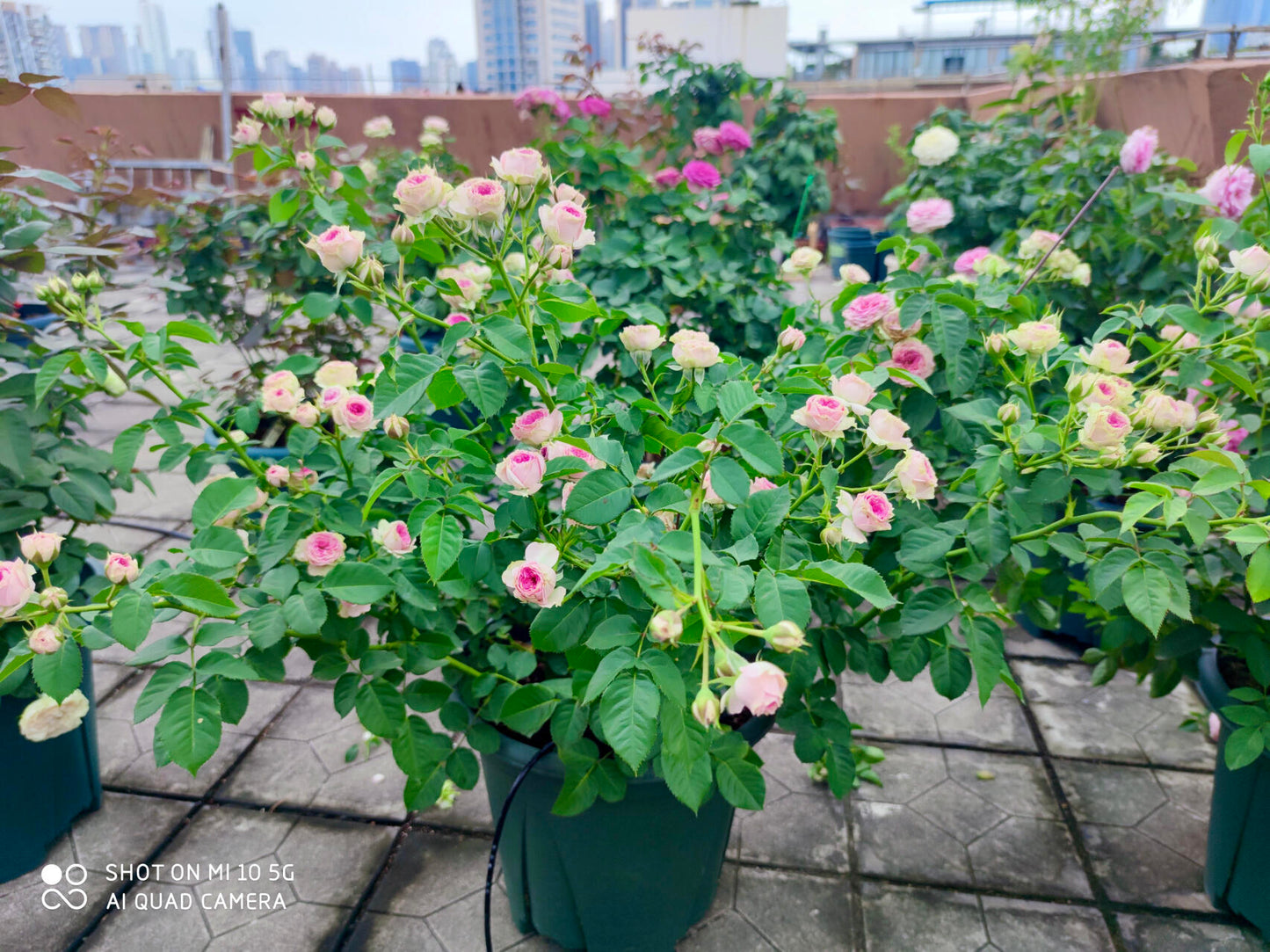 Prolific Rose【Super Sensation】- 2 Gal OwnRoot LivePlant|粉多头/ 超感|Cute Pink Blossom Thicket