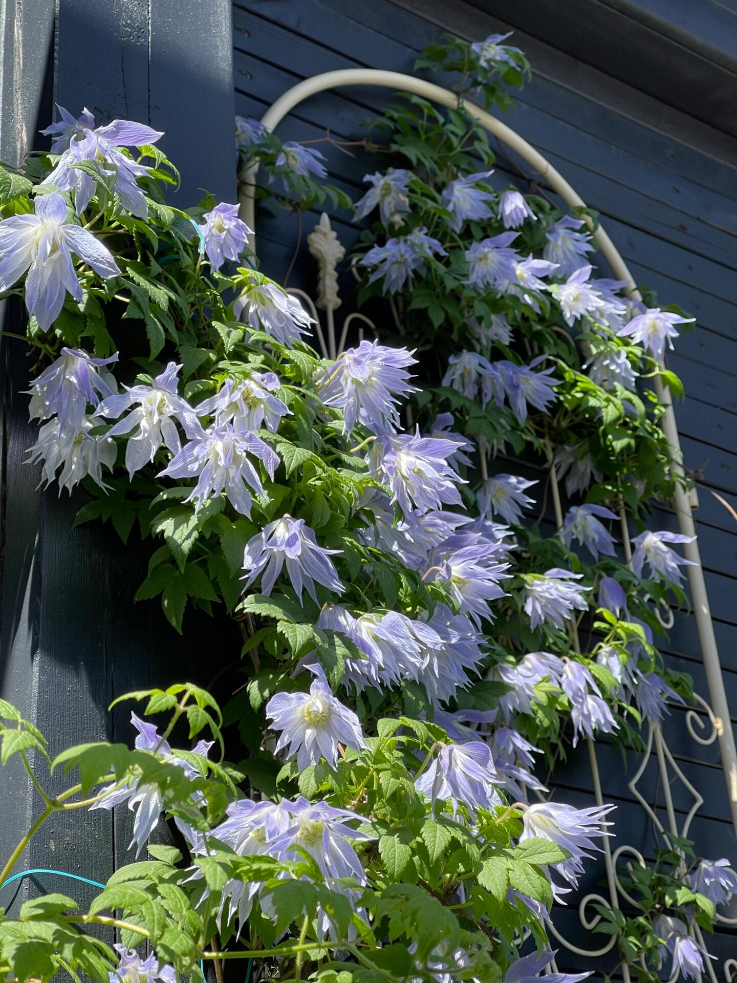Rare Clematis【Maidwell Hall】- 12P LivePlant|梅德维尔|Fairy Dress|Cold-hardy|