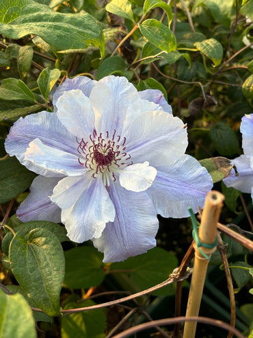 Clematis【Blue Cotillion】- Live Plant with Flower|蓝色龙沙舞|Super Large Flower