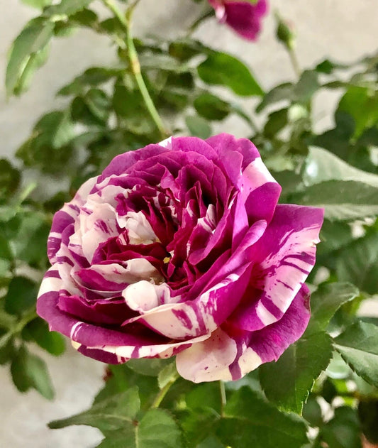 Rose【Scented Jewel|センティッドジュエル】- 1 Gal OwnRoot LivePlant|芬芳宝石|Purple Striped rose|