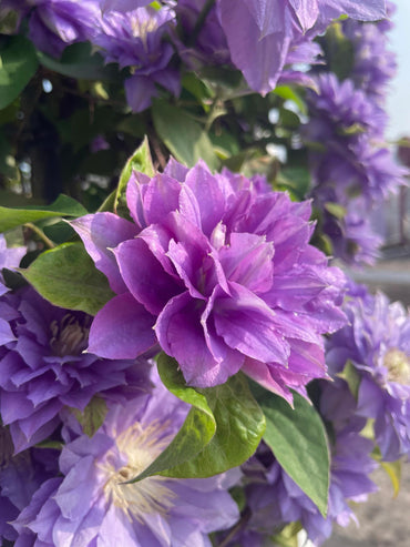 Clematis 【Enku|円空】 - 9P LivePlant|Rare Popular Japanese Clematis| 圓空| Double-flowered |