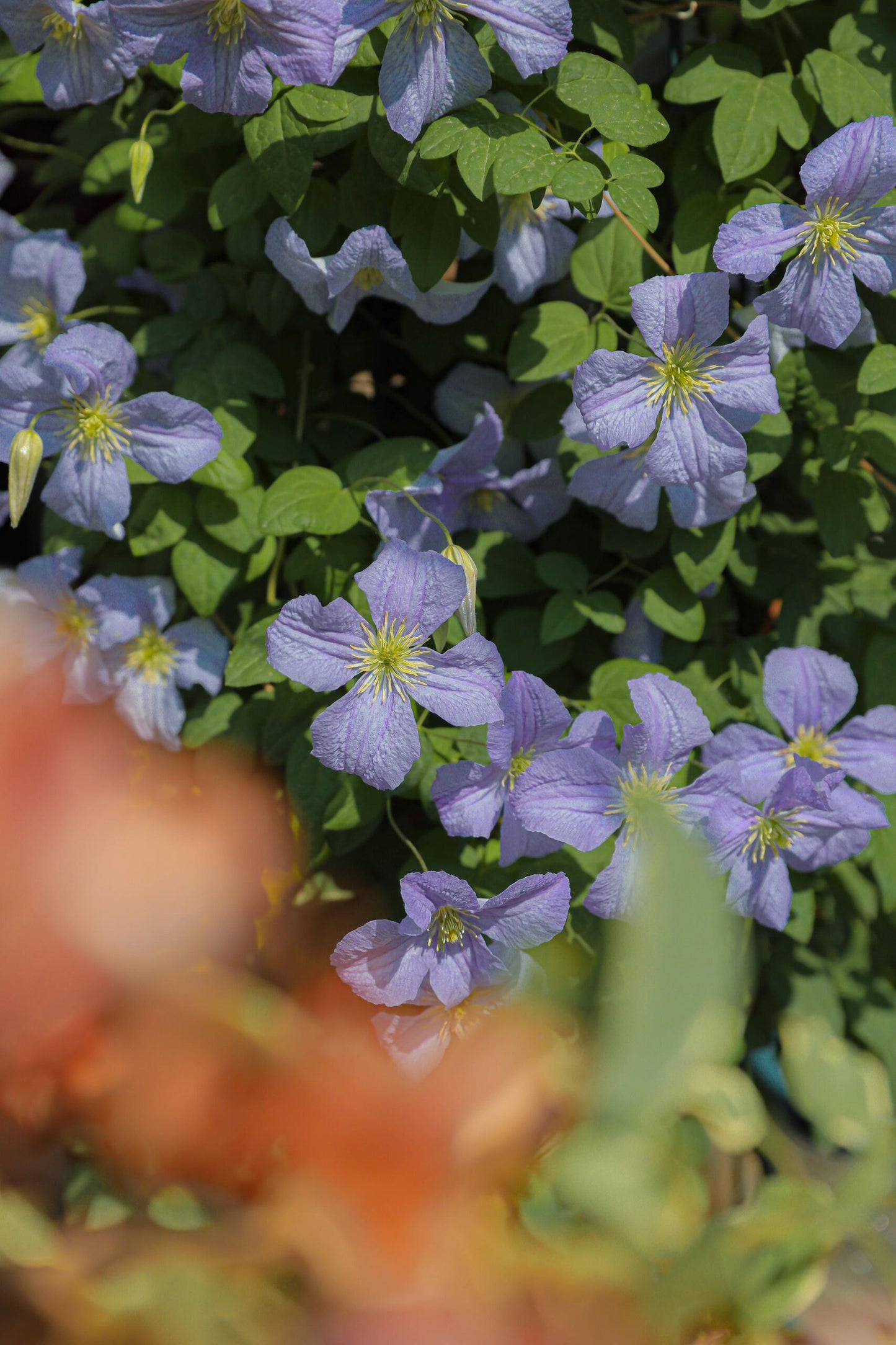 Clematis【 Emilia Plater】- LivePlant|艾米丽花盘|Blue Flower Waterfall