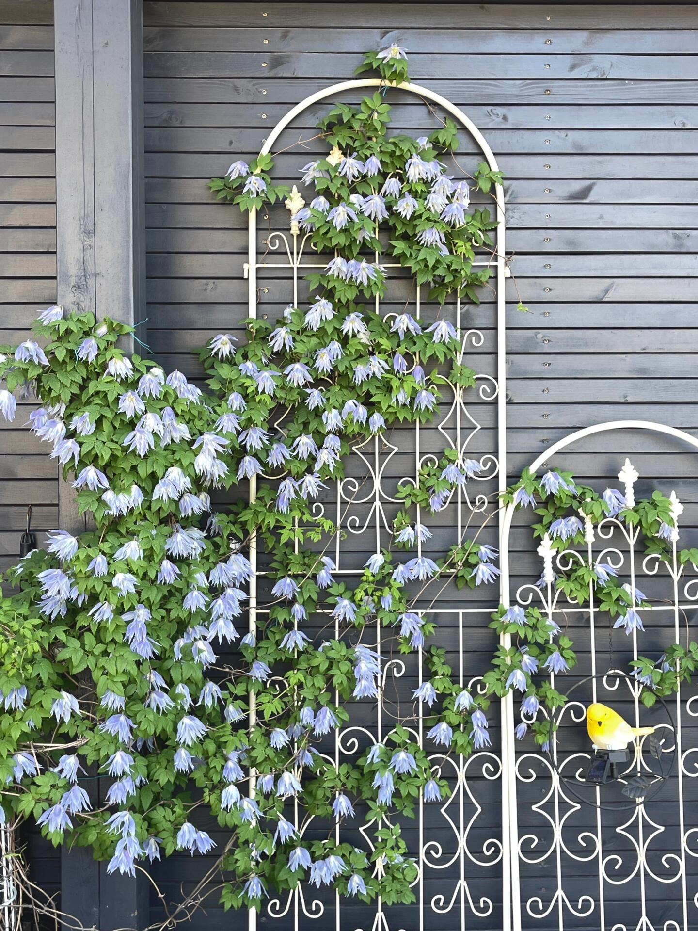 Rare Clematis【Maidwell Hall】- 12P LivePlant|梅德维尔|Fairy Dress|Cold-hardy|