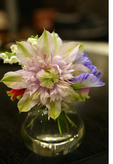 Clematis【Moonglow|月華|Gekka】- LivePlant with Flower|月华|Cold Hardy | Double-flowered| Fast-Growing| Flower Waterfall| Exquisite| Easy to Grow