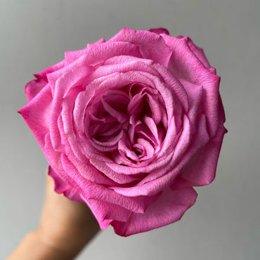 Rose【Peach Blaze Sky| Tao Zhuo Lan Tian】-1 Gal + OwnRoot LivePlant|Award-winning桃灼蓝天| Intense Fragrance| Floribunda | Less Thorns