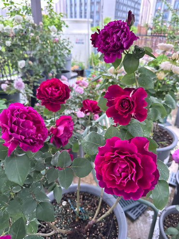 Rose【Colline Rouge| 赤い丘】-OwnRoot LivePlant|天家胭脂/红丘|コリーヌルージュ| Velvet| Heat Resistant| Rain-Resistant| Long florescence| Everbloomer