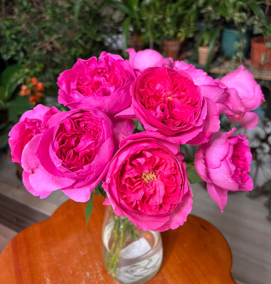 Rose【Yves Sunrise|イヴサンライズ】- 1 Gal Own Root LivePlant| Rare Japanese Perfume Rose|Large Bloom |伊芙日出| Redolent| 爱神拂晓| 木立バラ