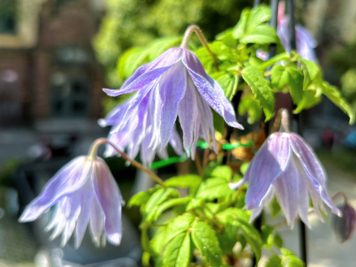 Rare Clematis【Maidwell Hall】- 12P LivePlant|梅德维尔|Fairy Dress|Cold-hardy|