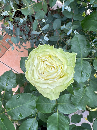 Rose【Wakana|わかな】-1.5Gal OwnRoot LivePlant|Adorable Green Rose|若菜|木村卓功| Cut Flowers| Extended vase life| Wavy Floral Lace| Gradient