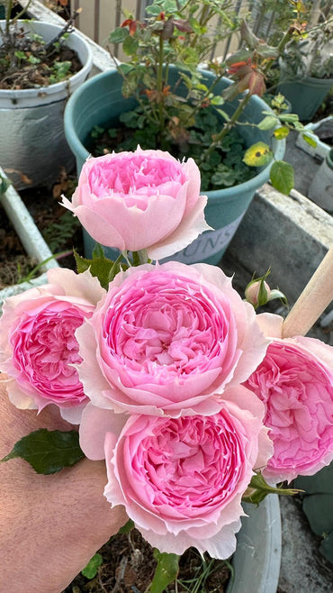 Rose【Misty Moon|Rong Rong Yue】- OwnRoot LivePlant|溶溶月|TianLang New Variety 2022|Heat Resistant| Redolent| Floribunda Rosa| Balcony