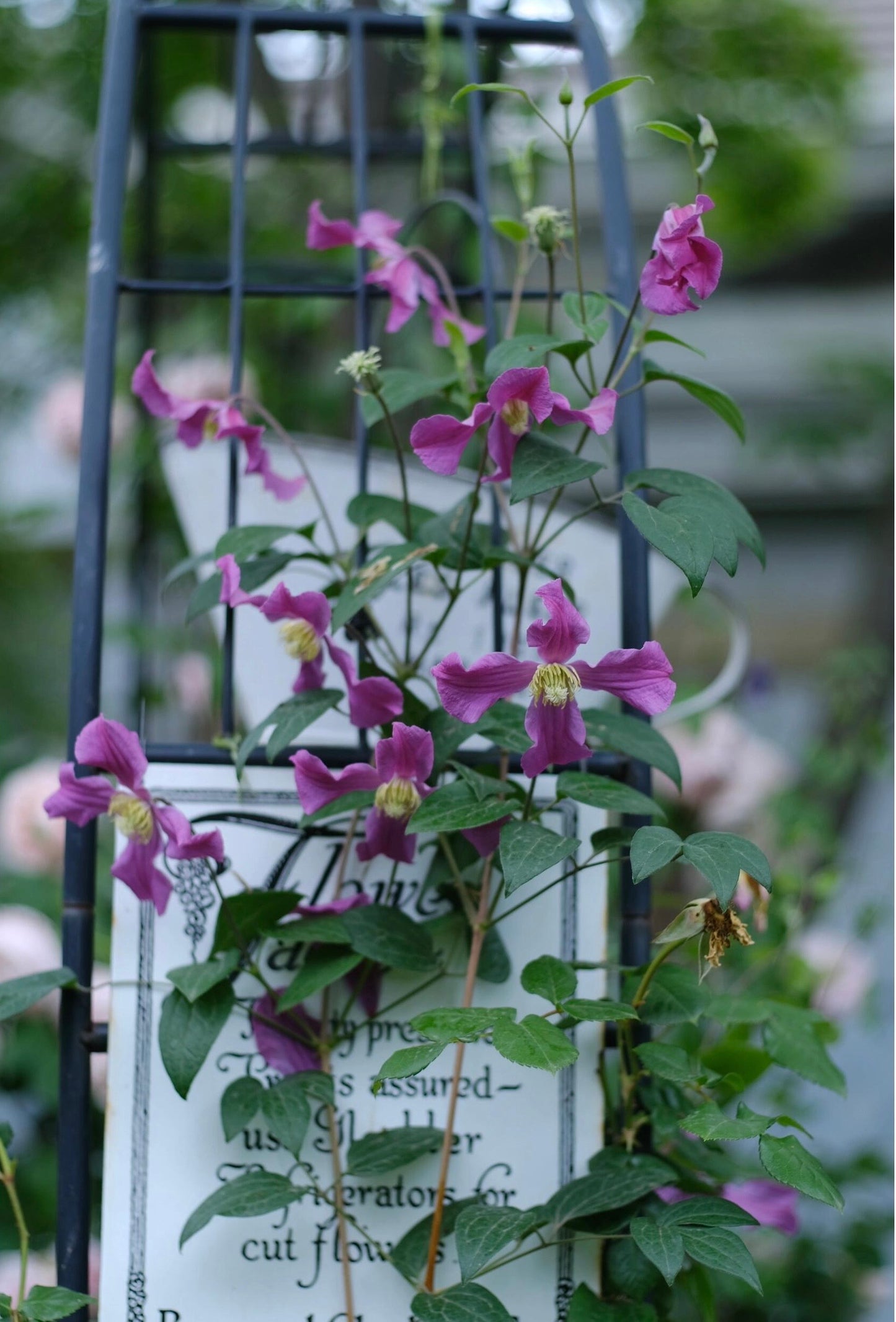 Clematis【Inspiration】-9P LivePlant|灵感|Dutch Cut Flower Clematis