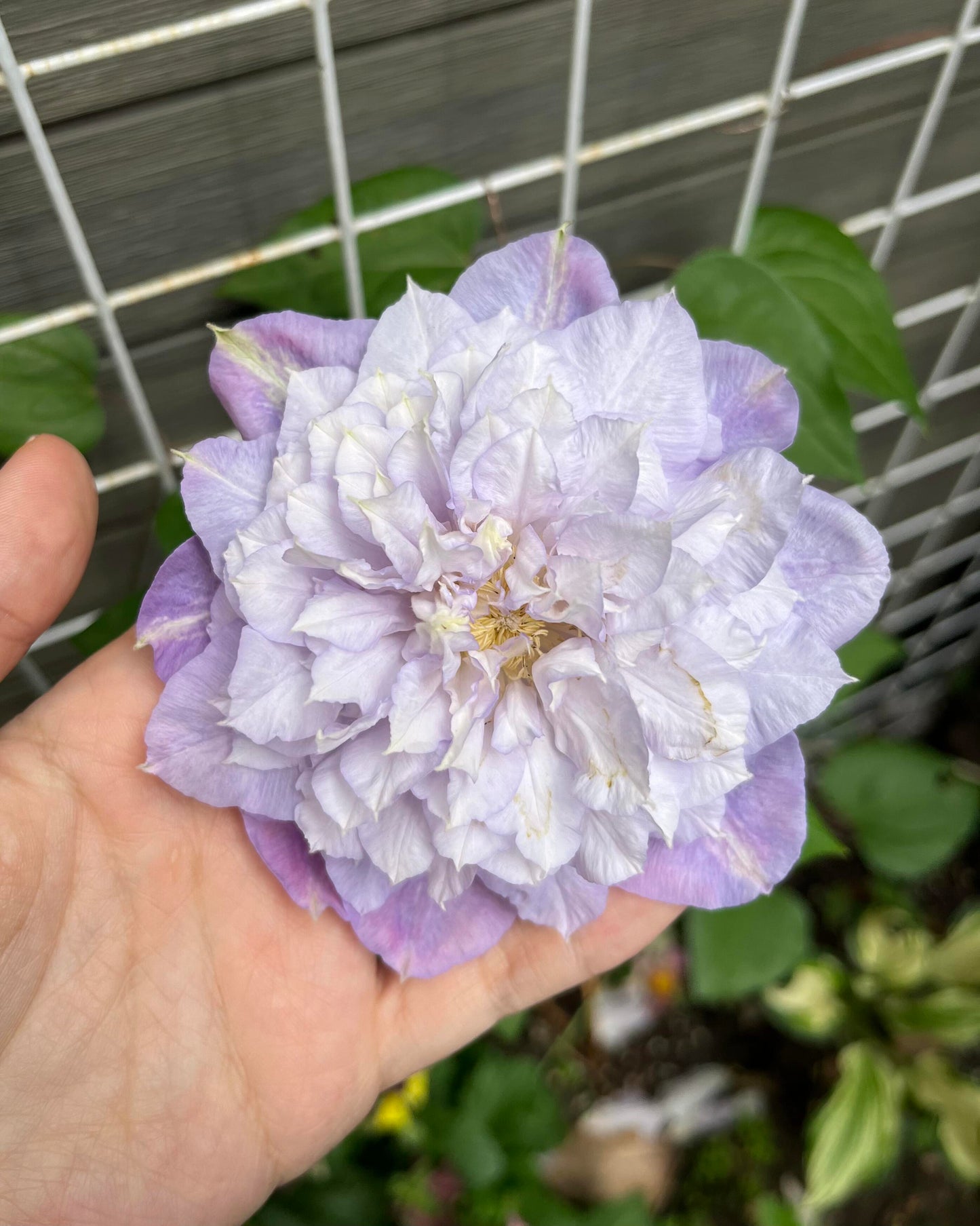 Clematis【Veronica's choice】- LivePlant|维罗妮卡的选择|Fairy Double Clematis|Gradient