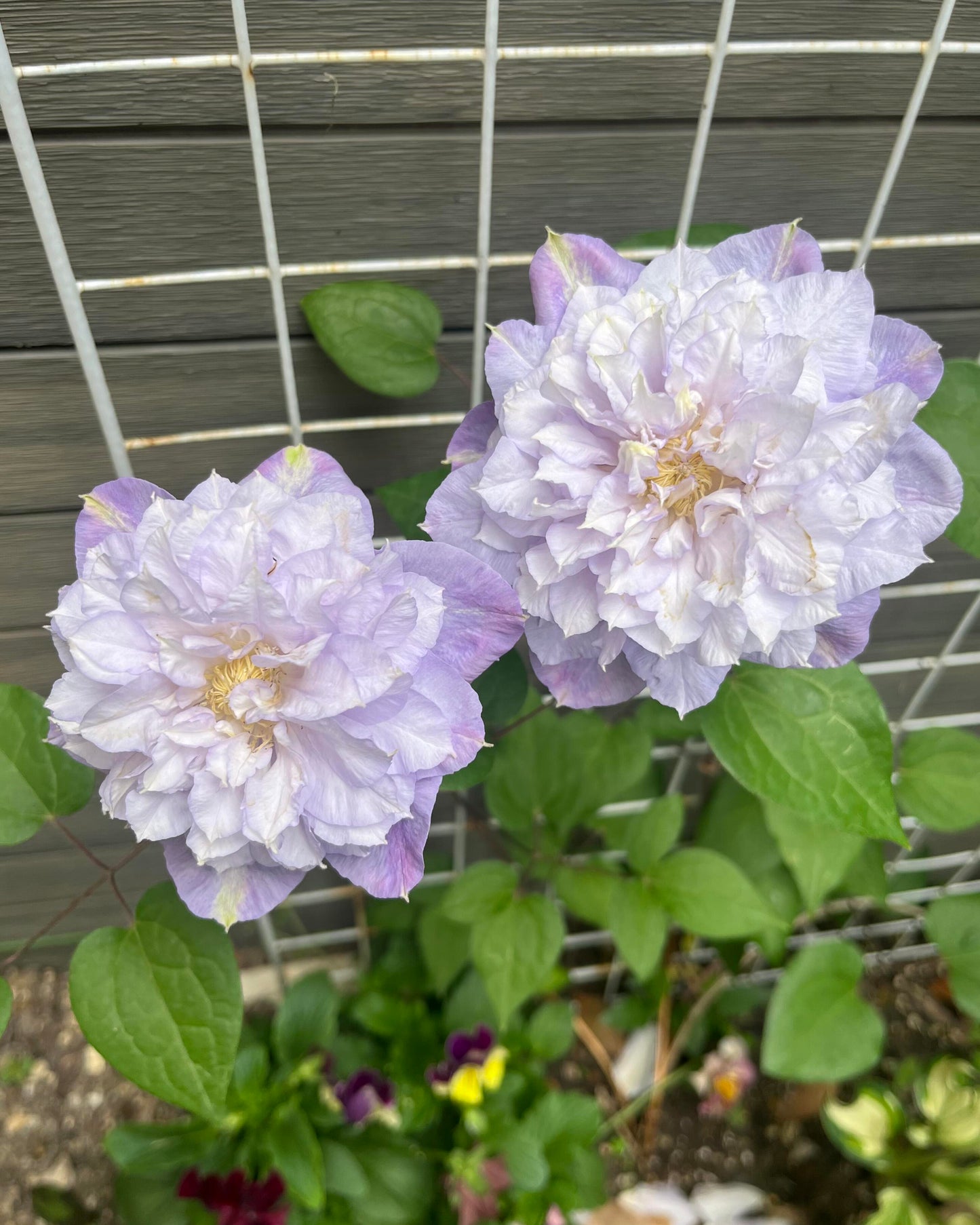 Clematis【Veronica's choice】- LivePlant|维罗妮卡的选择|Fairy Double Clematis|Gradient