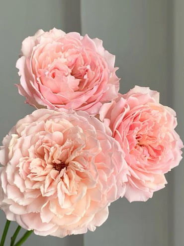 Rose【Sucre|シュクレ】- 1 Gal OwnRoot LivePlant| 河本砂糖|Junko Kawamoto 2016|苏克雷