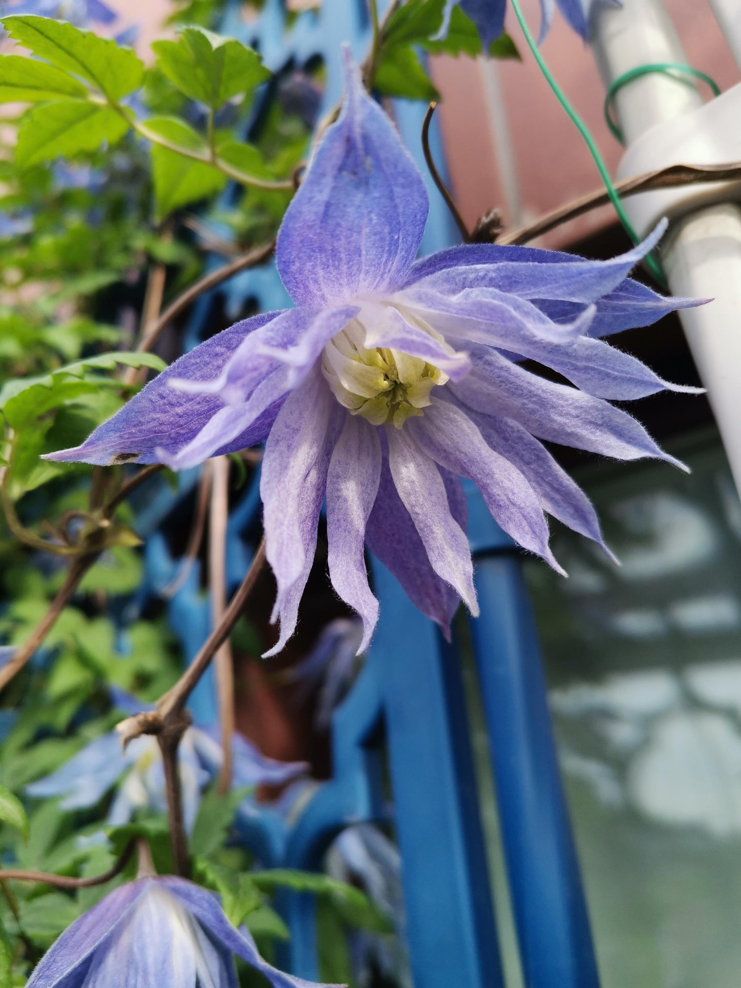 Rare Clematis【Maidwell Hall】- 12P LivePlant|梅德维尔|Fairy Dress|Cold-hardy|