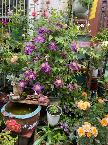 Clematis 【Shishimaru | ししまる】-10P 紫子丸| Heat Resistant| Good Winter Hardiness | Rarities Japanese Collection|