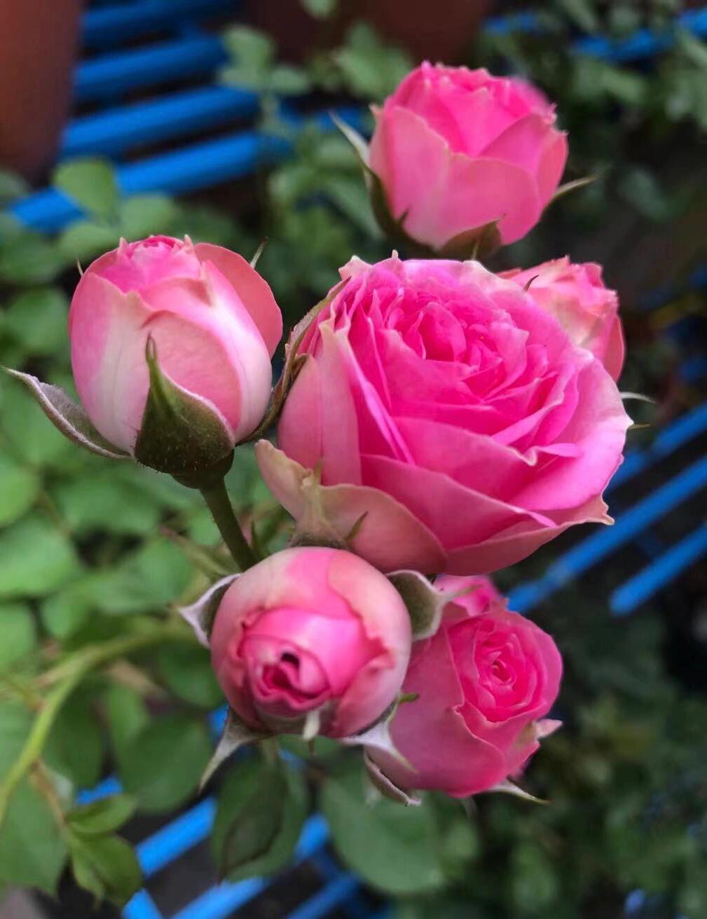 Prolific Rose【Super Sensation】- 2 Gal OwnRoot LivePlant|粉多头/ 超感|Cute Pink Blossom Thicket